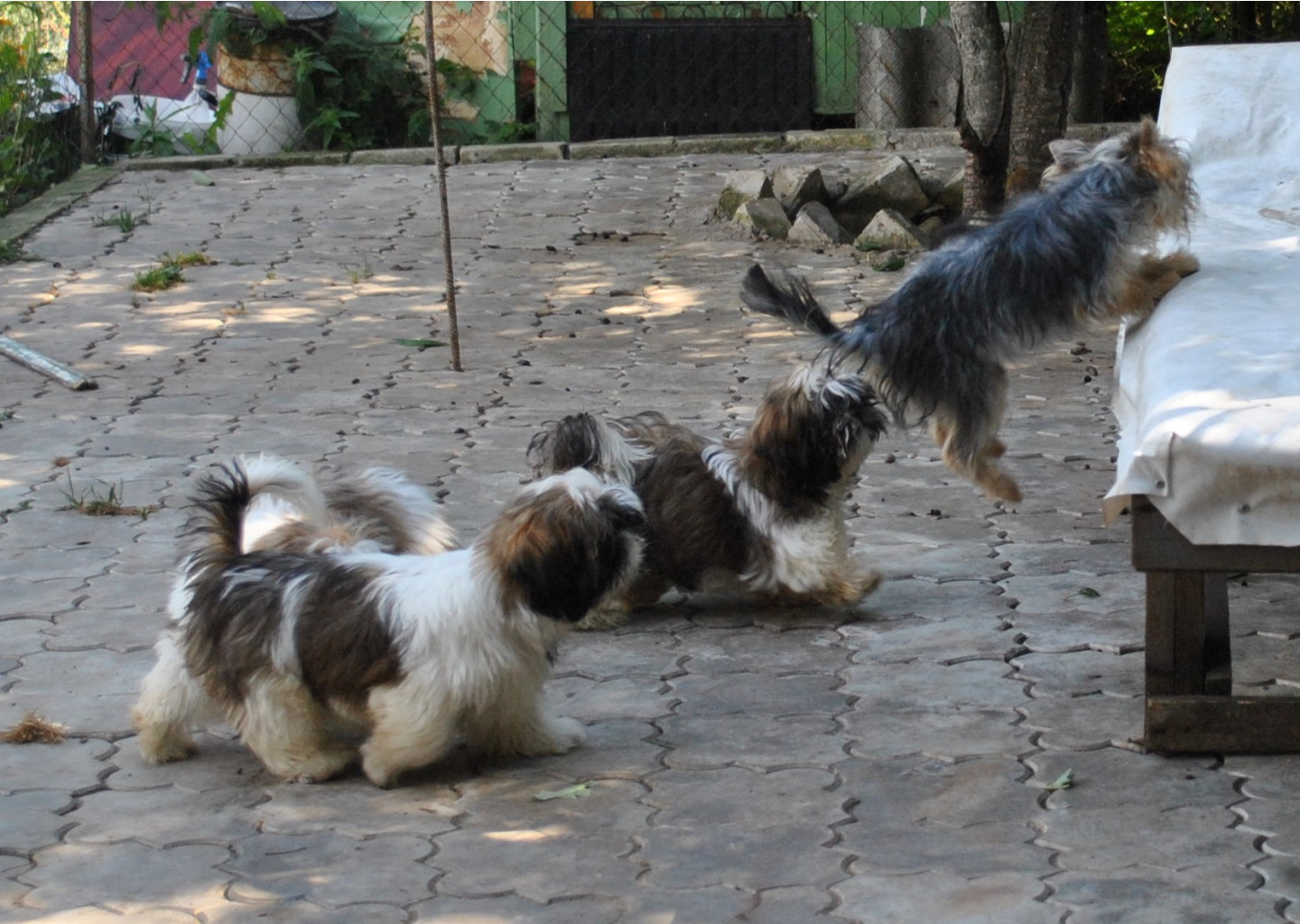 DSC_0825.JPG