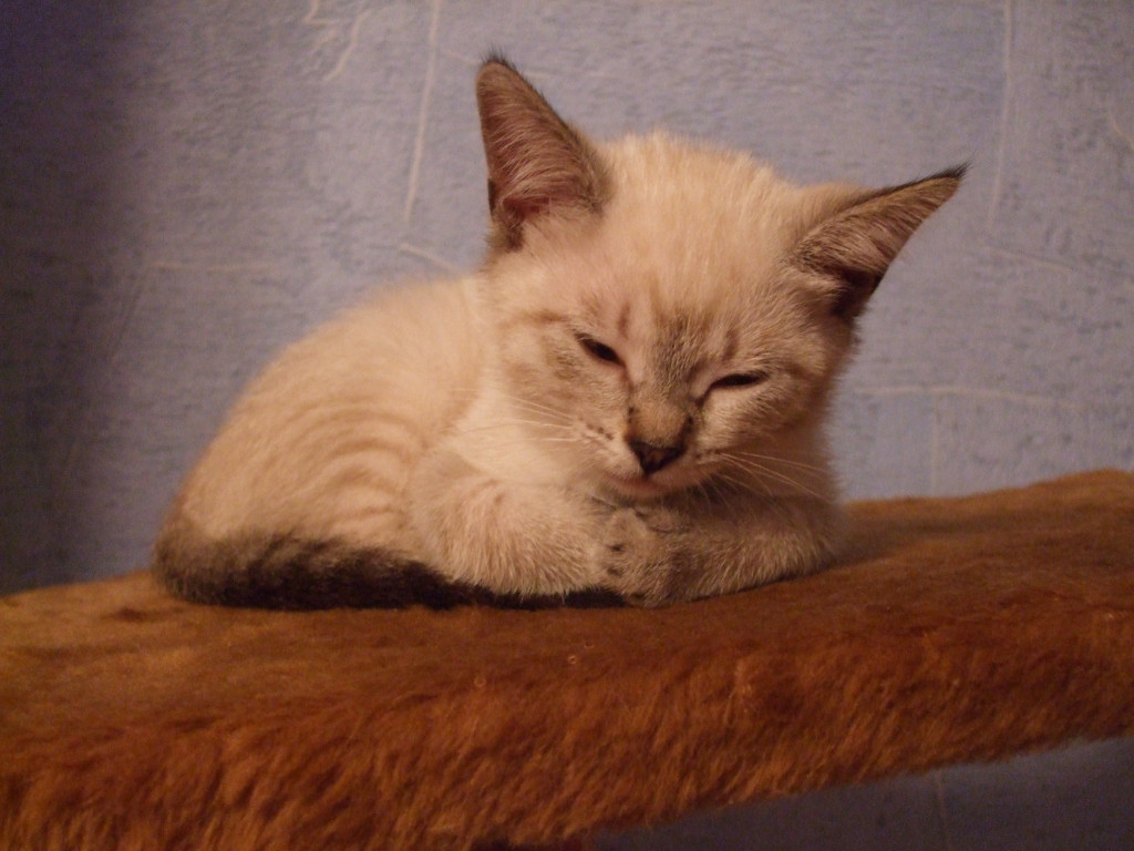 DSCF0454.jpg