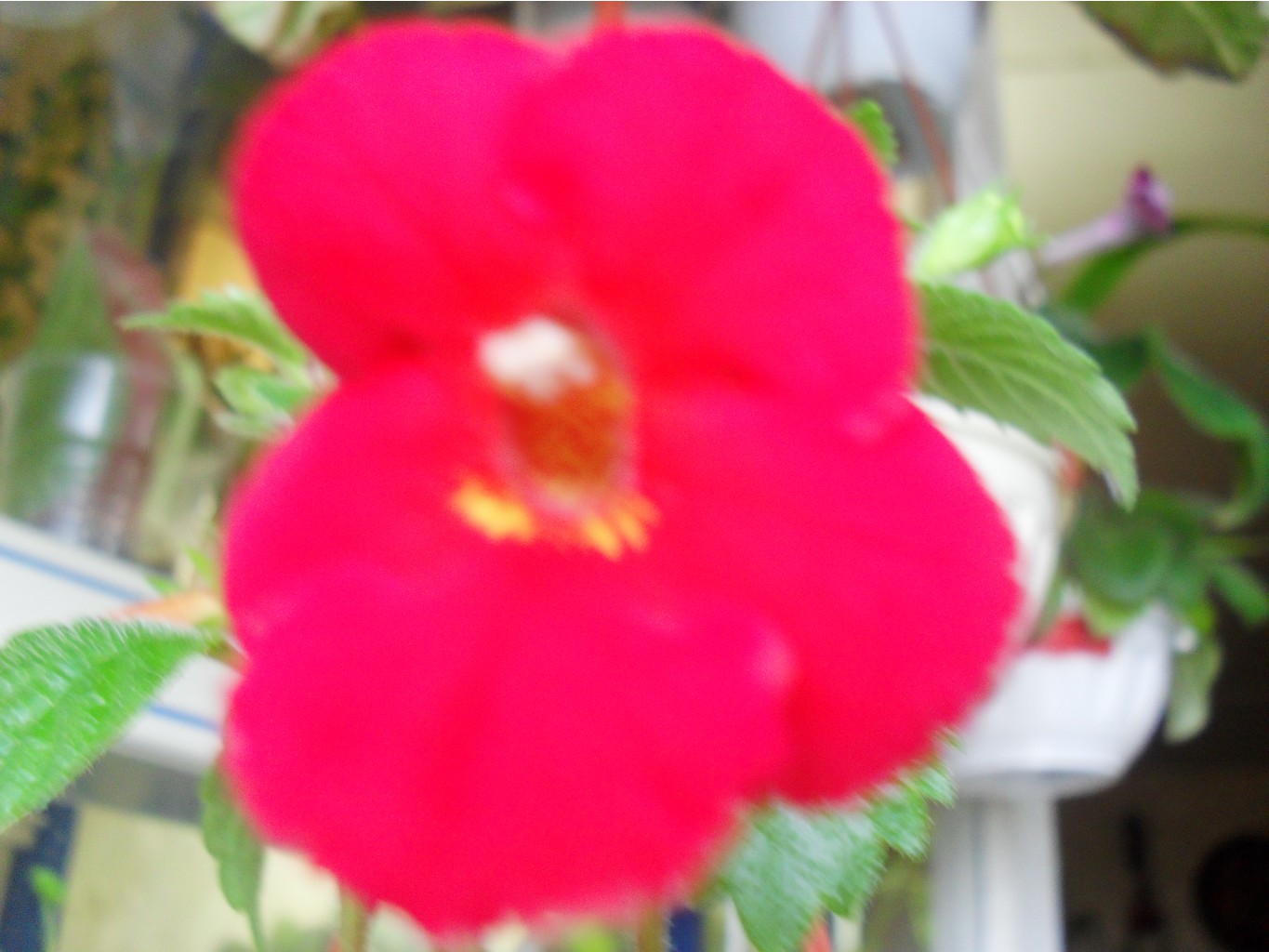 SDC11868.JPG