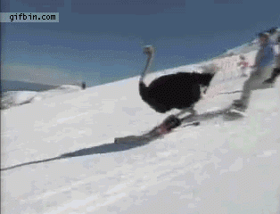 ski-ostrich.gif