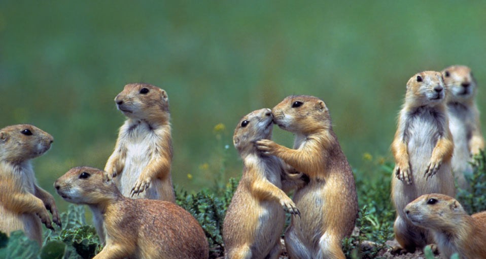 PrairieDogs_ROW544463573.jpg