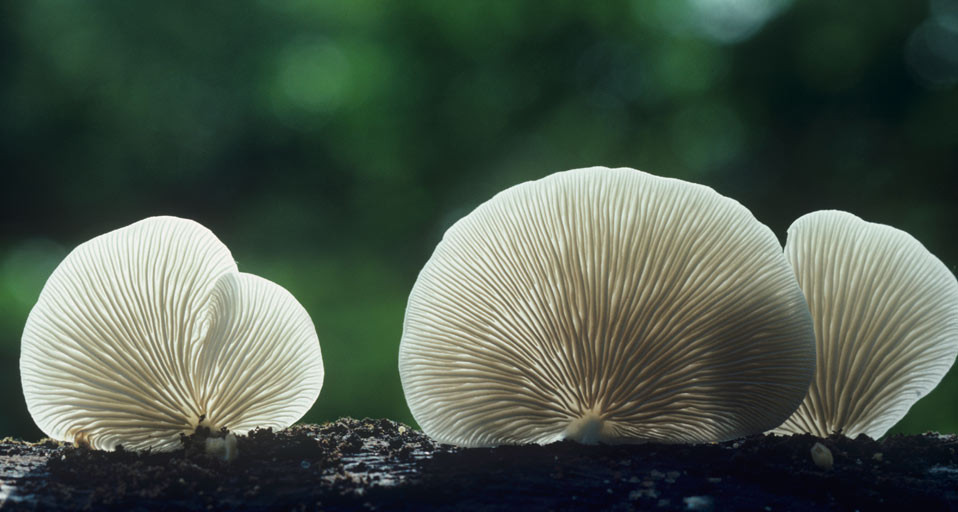 FlatCrepeMushroom_ROW111645256.jpg