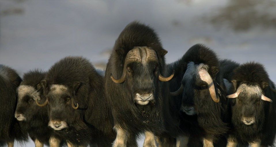 MuskOx_ROW2160210333.jpg