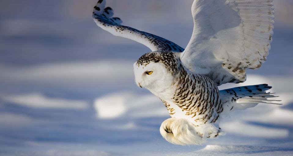 SnowyOwl_ROW1708161831.jpg