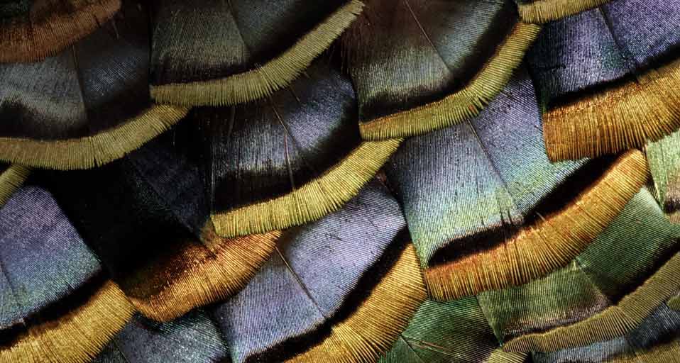 TurkeyFeather_ROW1842942903.jpg