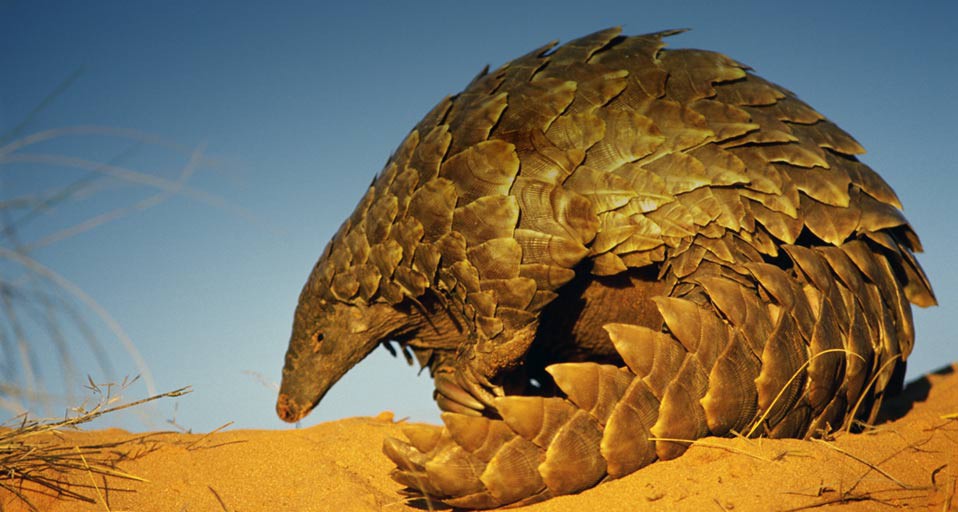 GroundPangolin_ROW2056120754.jpg