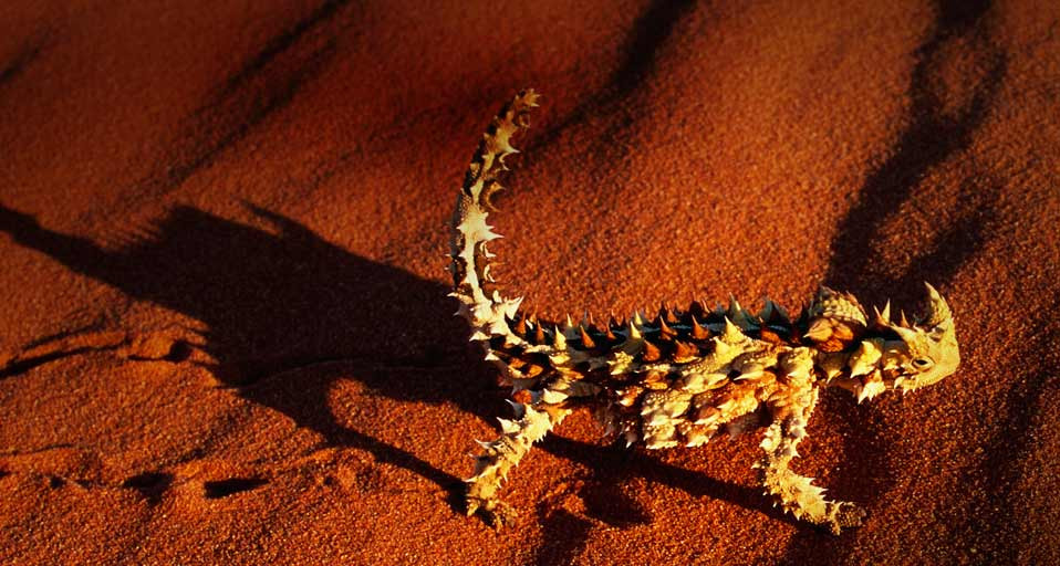 ThornyDevil_ROW2421315651.jpg