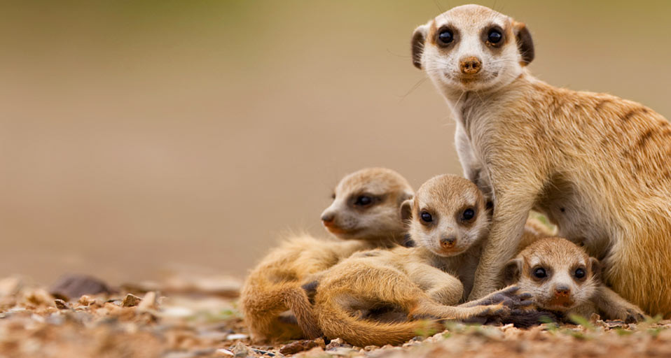 Meerkat_ROW843377978.jpg