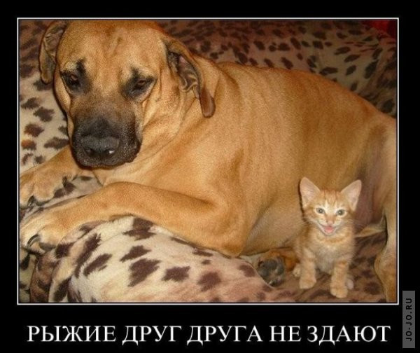 1294819506_dmeotivatory_38.jpg