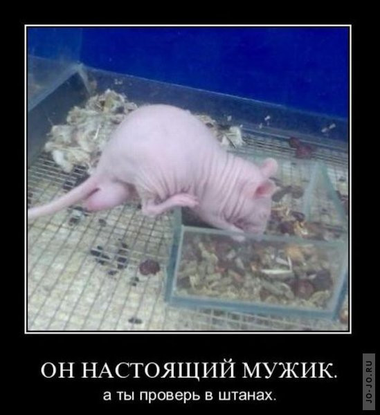 1295430821_demotiw5.jpg