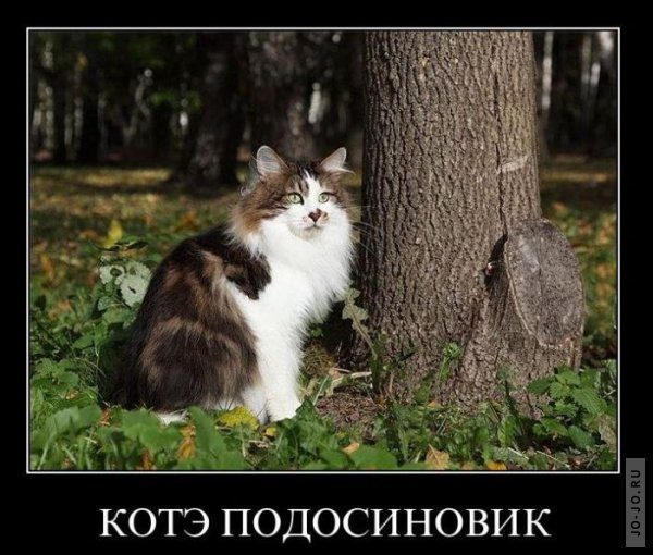 1295430836_demotiw2.jpg
