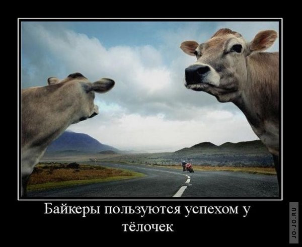 1295430846_demotivi.jpg