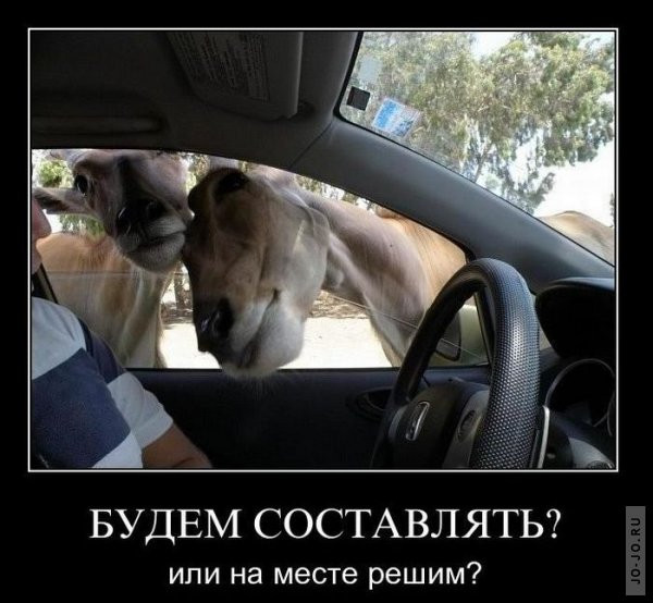 1295430878_demotiwk.jpg