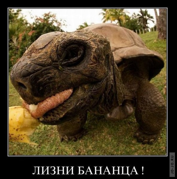 1295430896_demotiw8.jpg