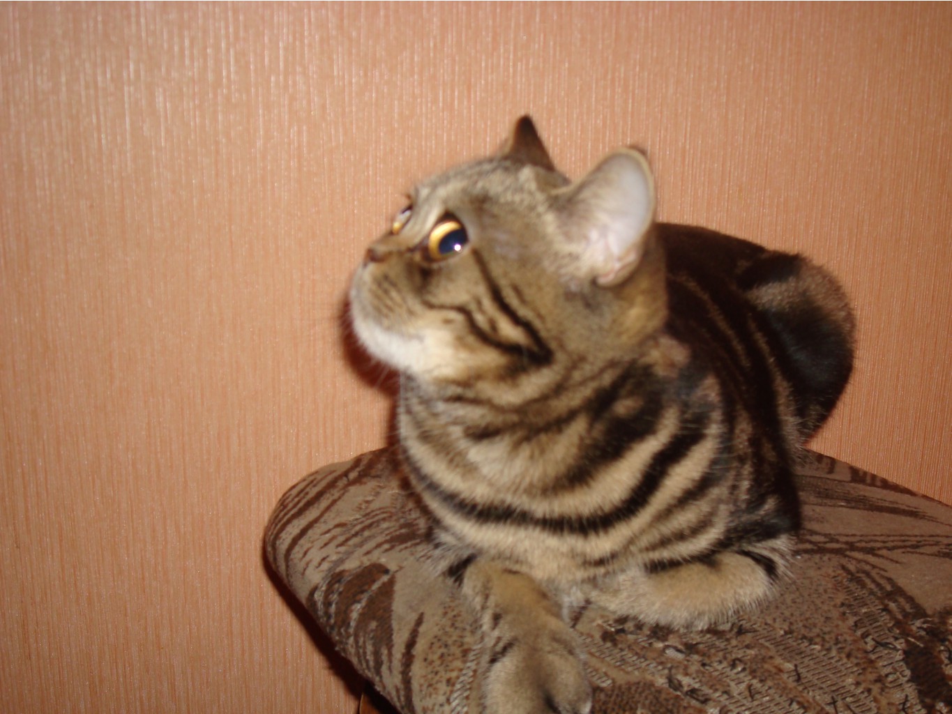 DSC06824.JPG