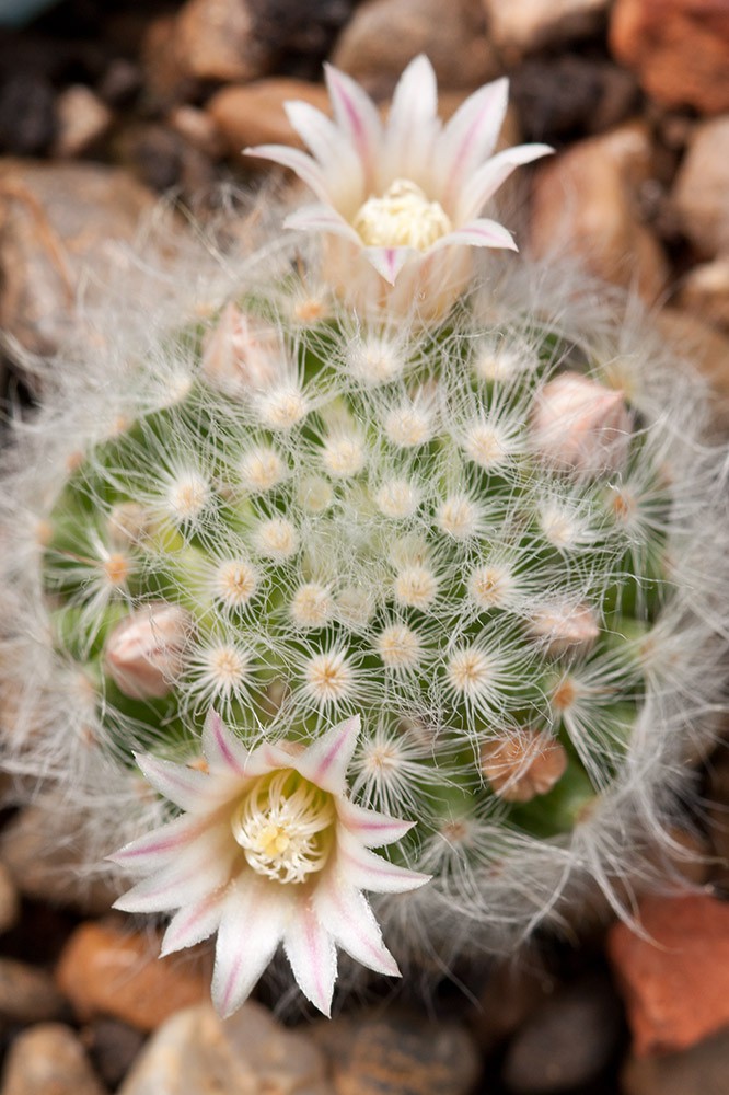 2011.07.17 Mammillaria albicoma SB271