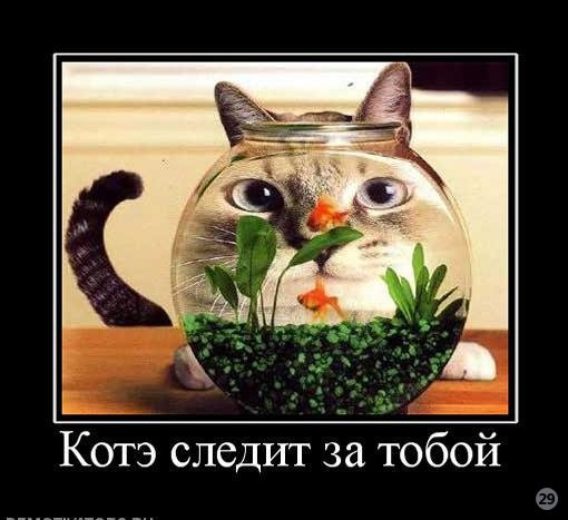 1269722193_72766_kote-sledit-za-toboj.jpg