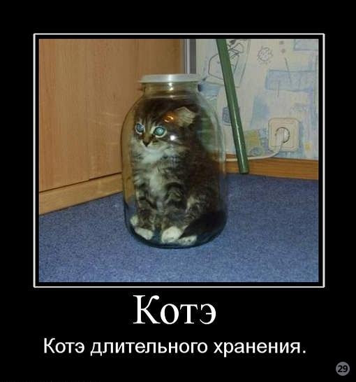 1269722218_253245_kote.jpg