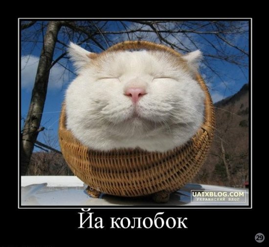 1269722230_862660_ja-kolobok.jpg