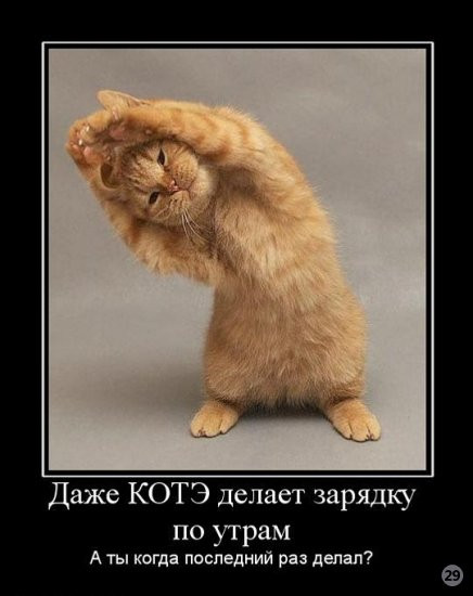 1269722235_573099_dazhe-kote-delaet-zaryadku-po-utram.jpg