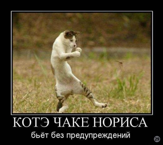 1269722257_1258187257_kote.jpg
