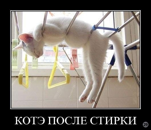 1269722293_1258987325_kote.jpg