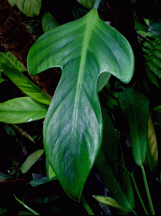 2977946.philodendron_paduriforme1_1.gif