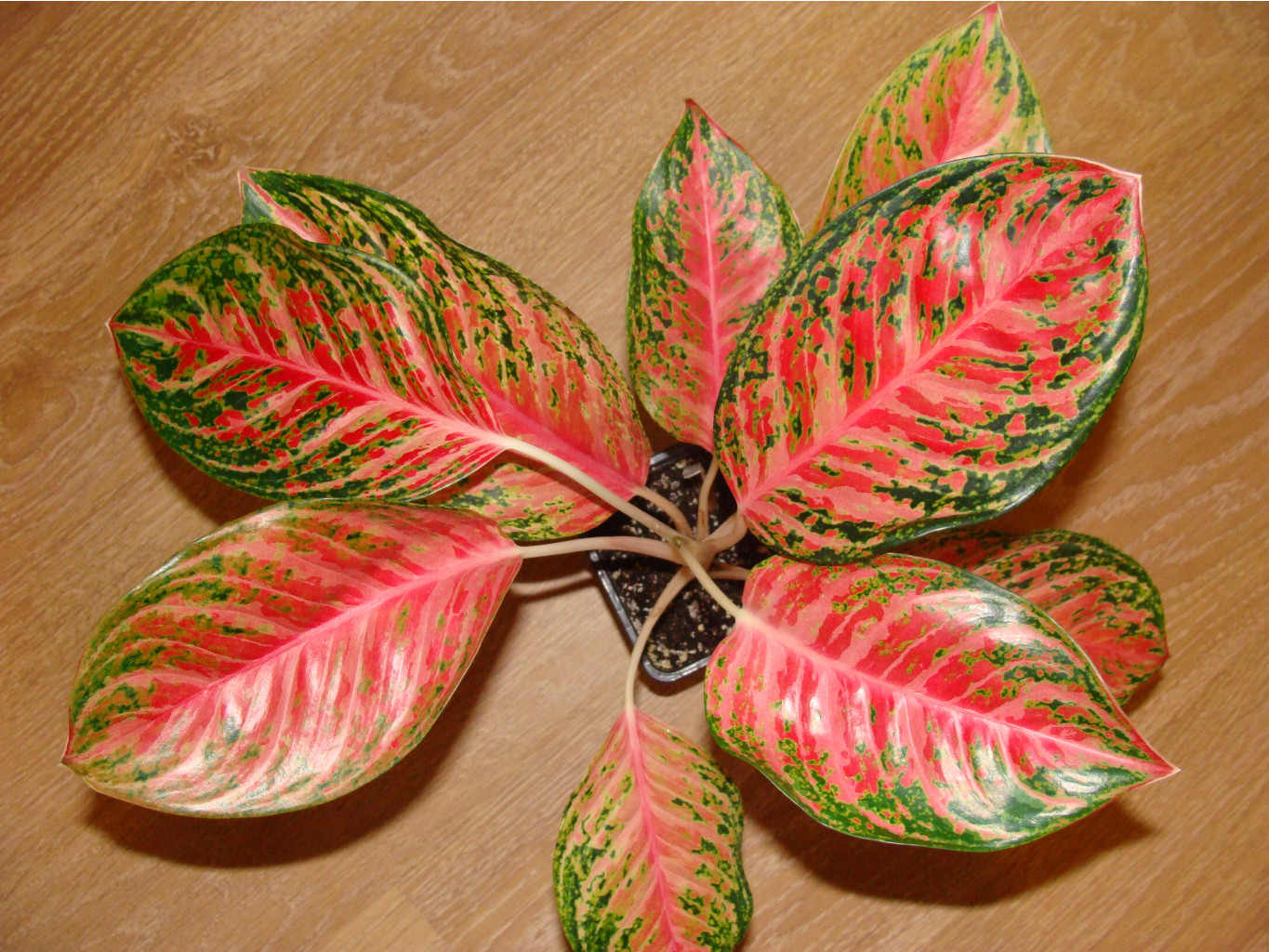 Aglaonema Red peacock