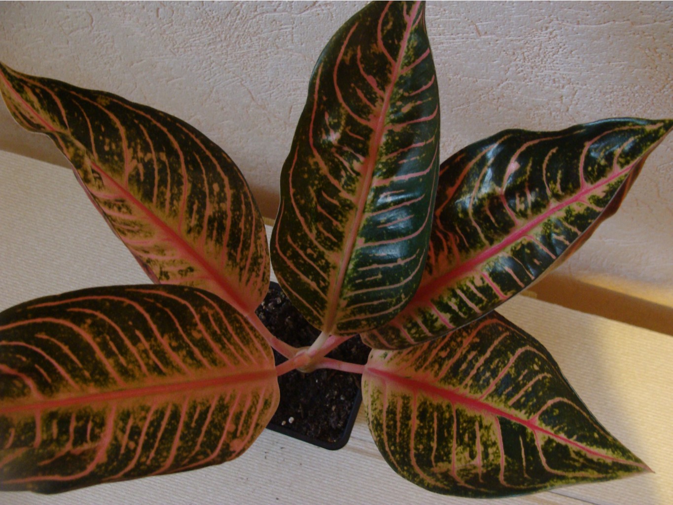 Aglaonema Red Sumatra