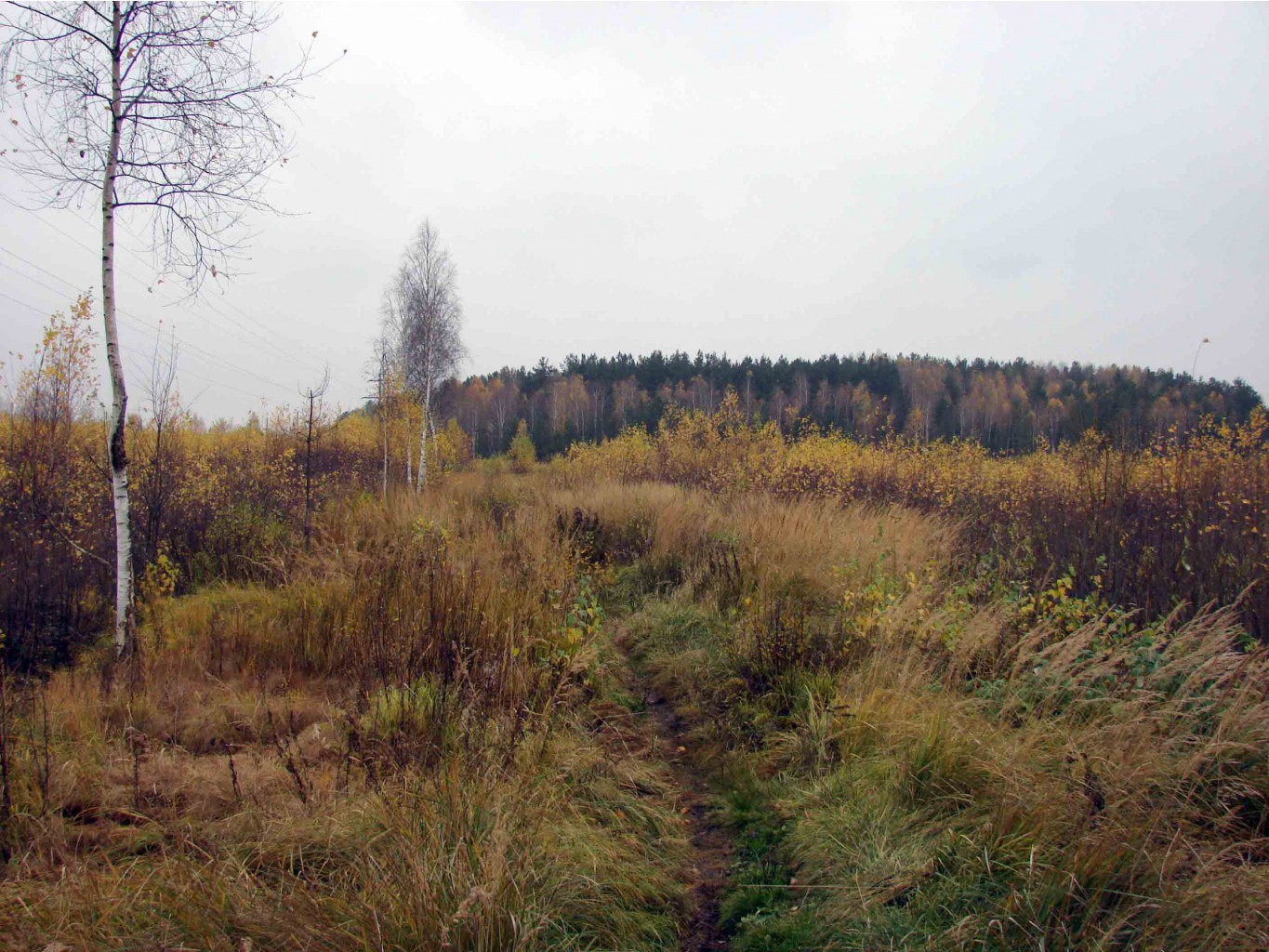 Тропинка в торфяннике 1