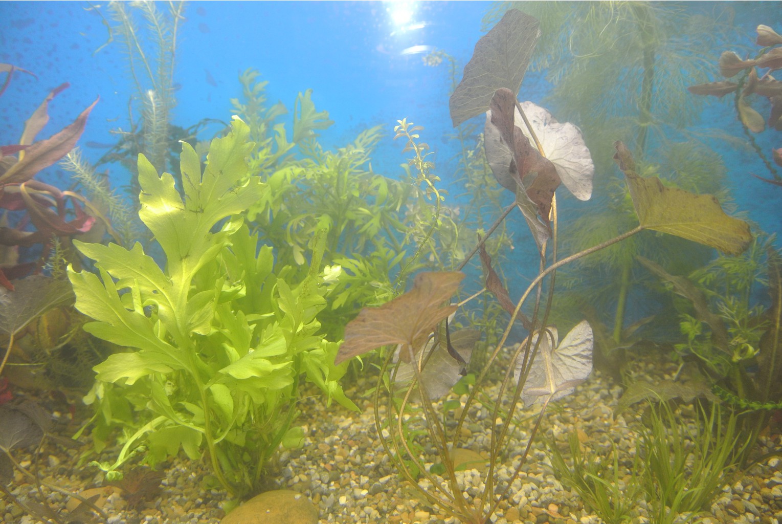 DSC_1227.JPG