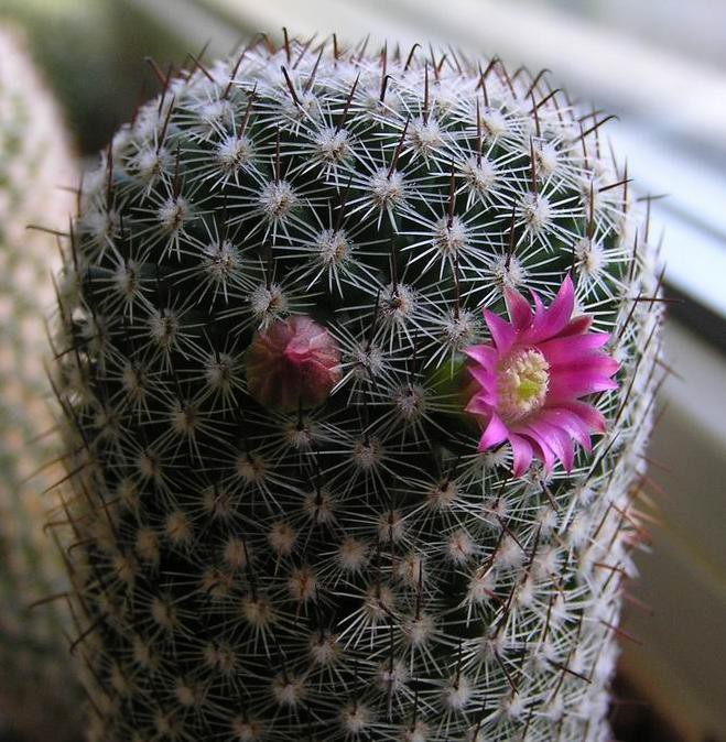 Mammillaria matudae 28.07.2010