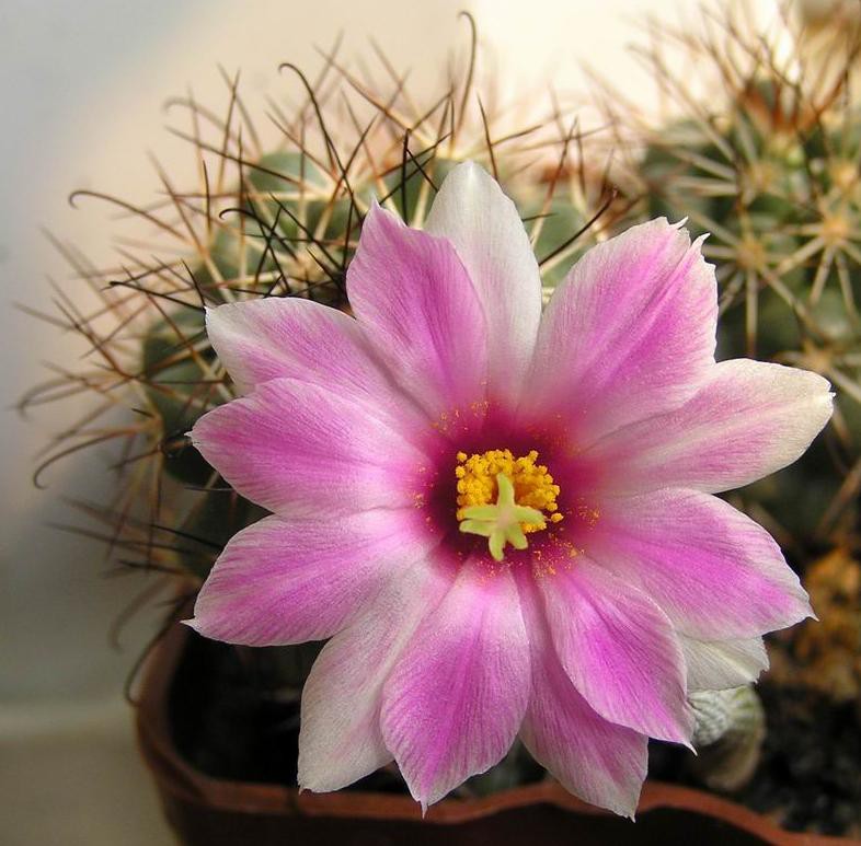 Mammillaria schumannii 04.08.2010