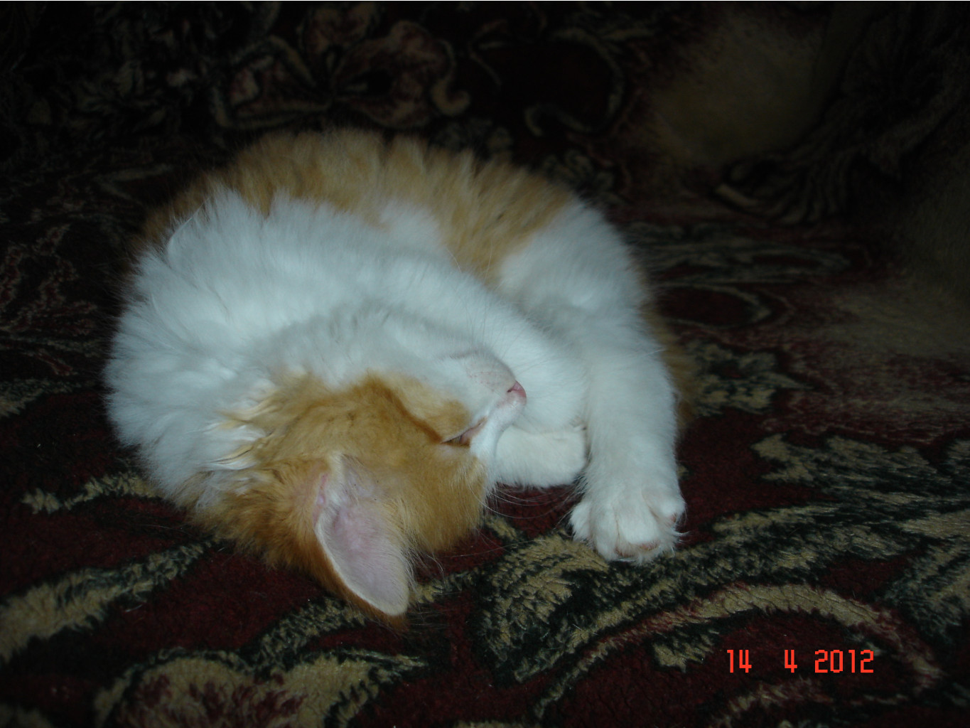 DSC01437.JPG