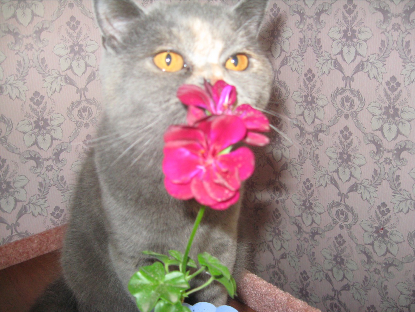 ЛОЛА