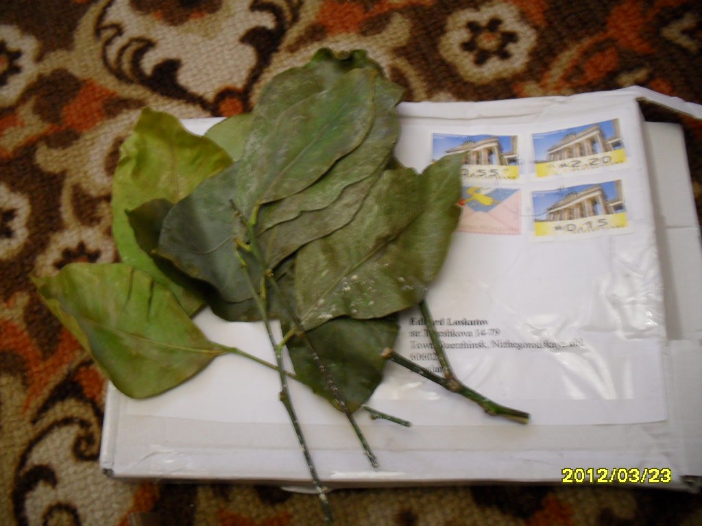 SDC12320.JPG