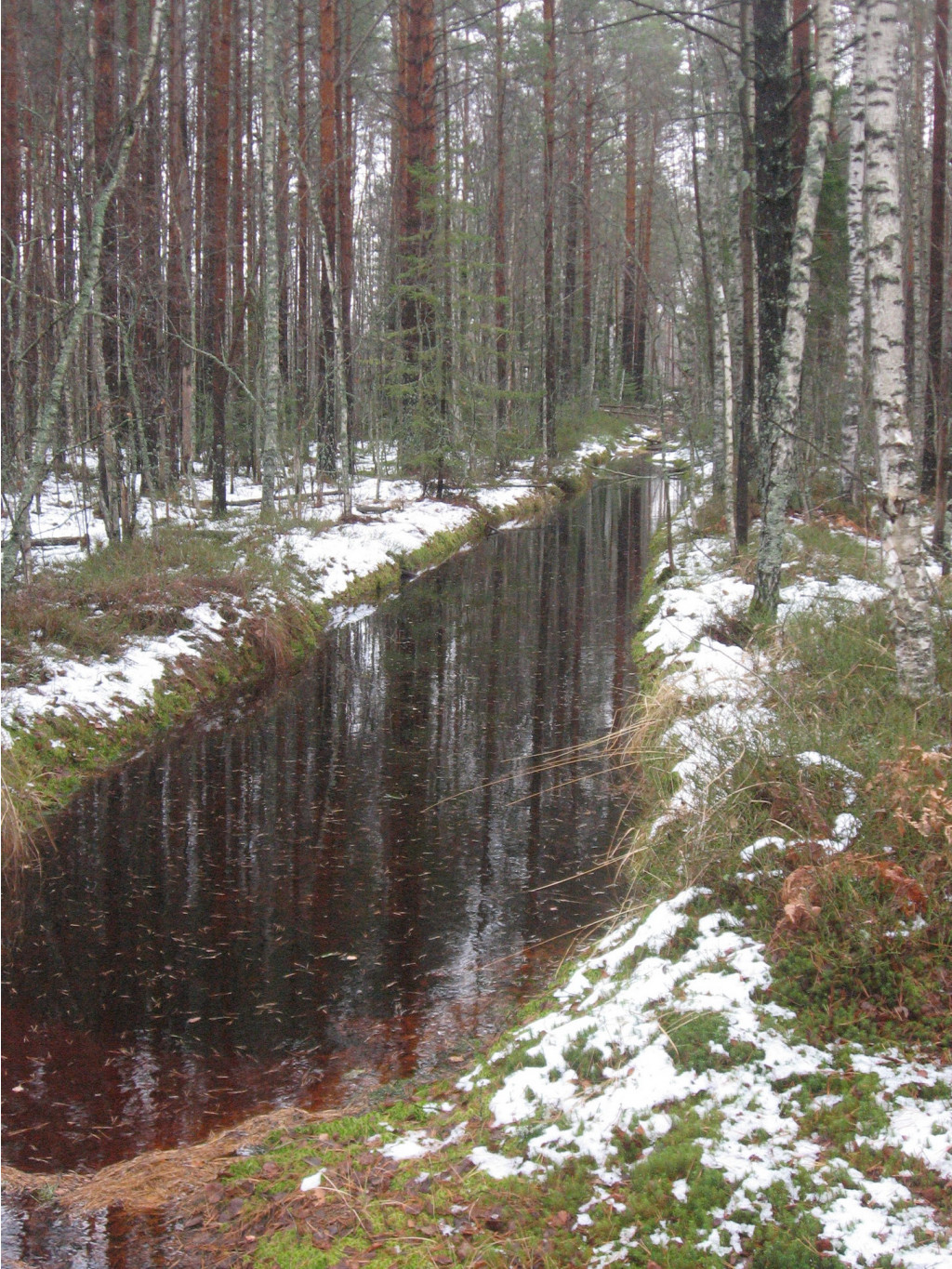 Лесная лужа