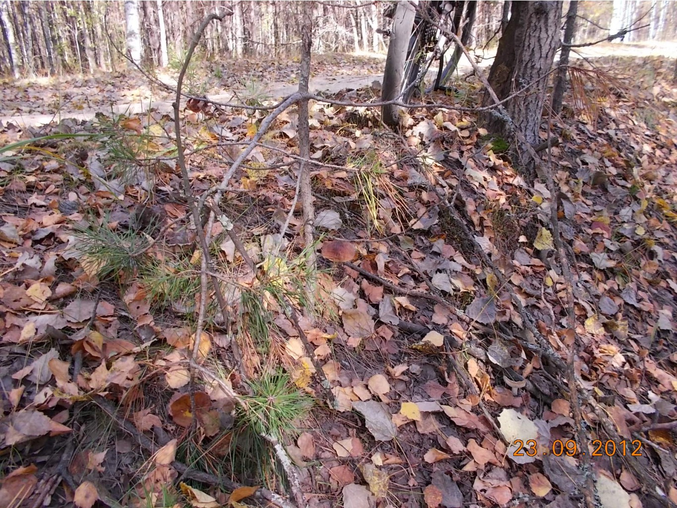 DSCN0229.JPG