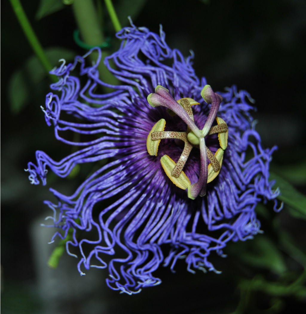 Passiflora Blue Velvet