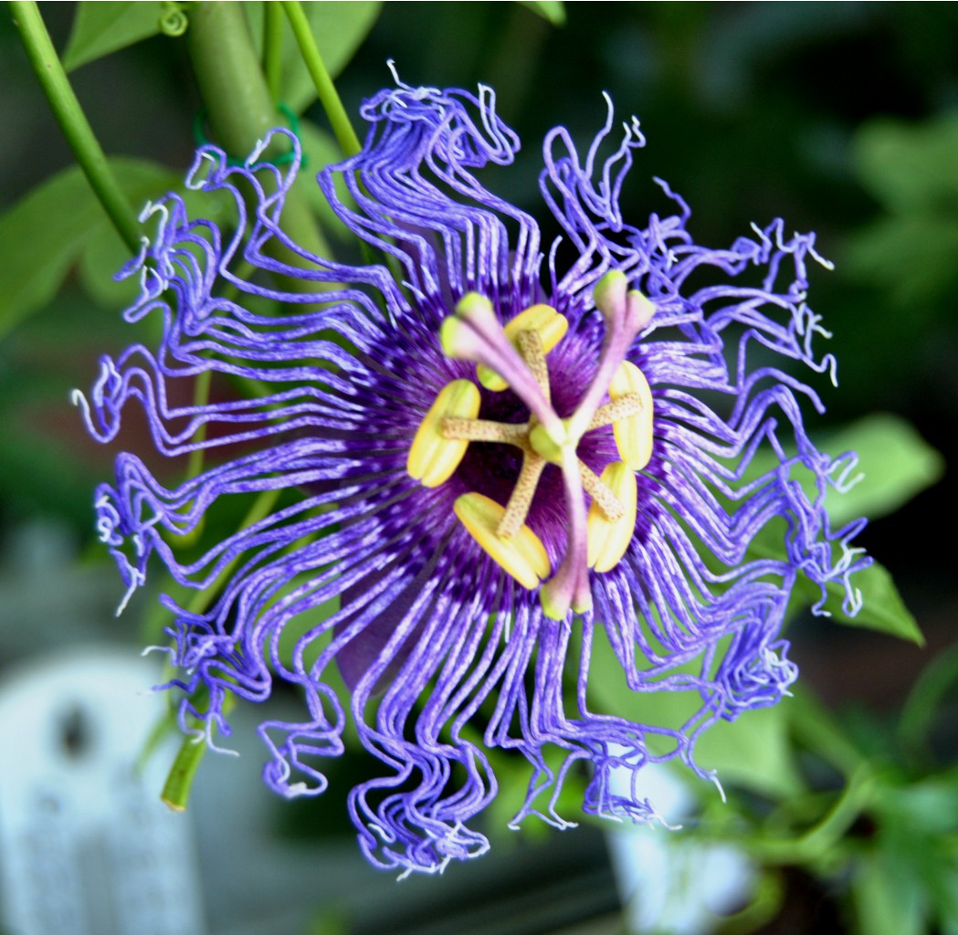 Passiflora Blue Velvet