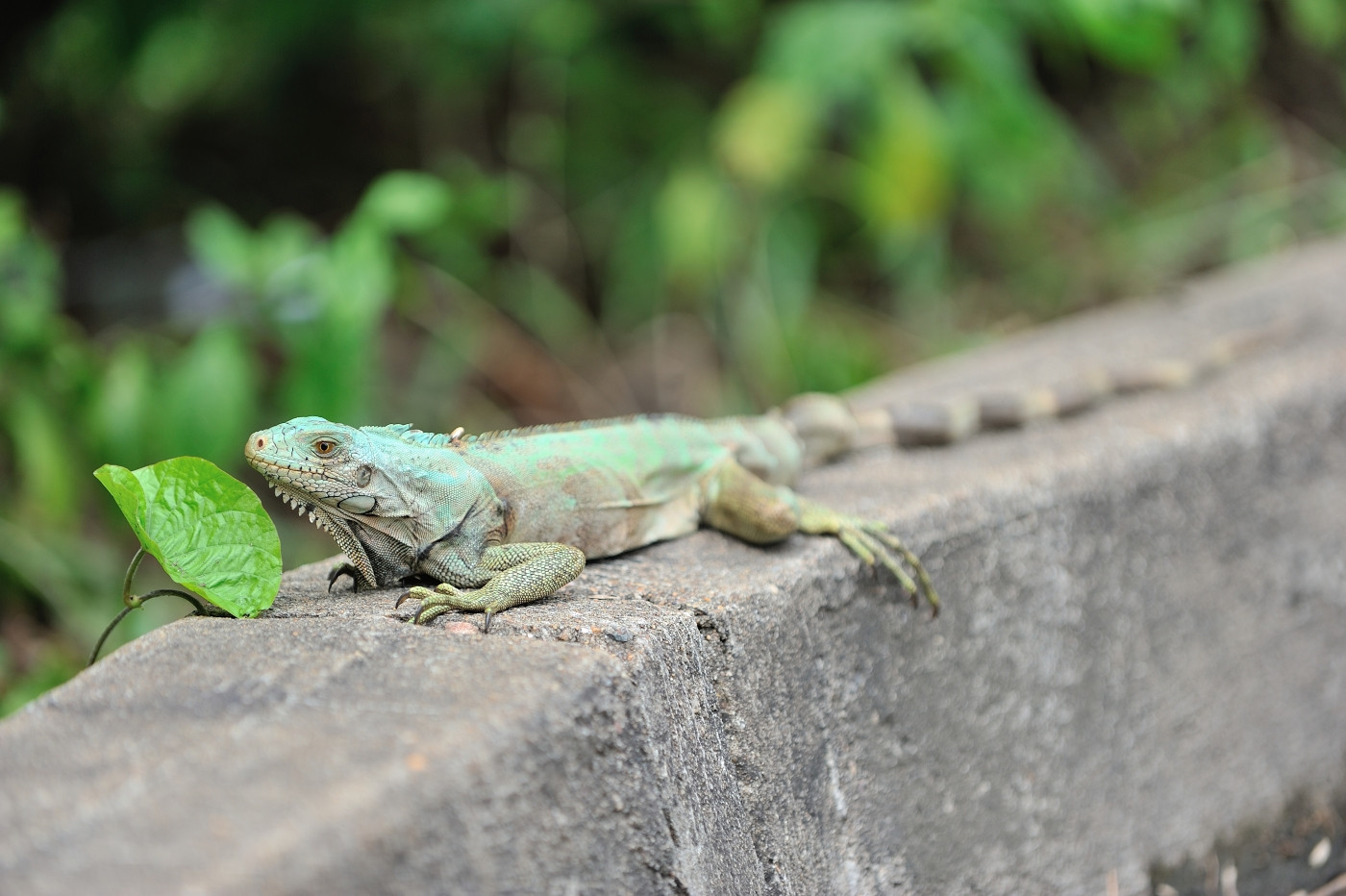 DSC_4508_090.JPG