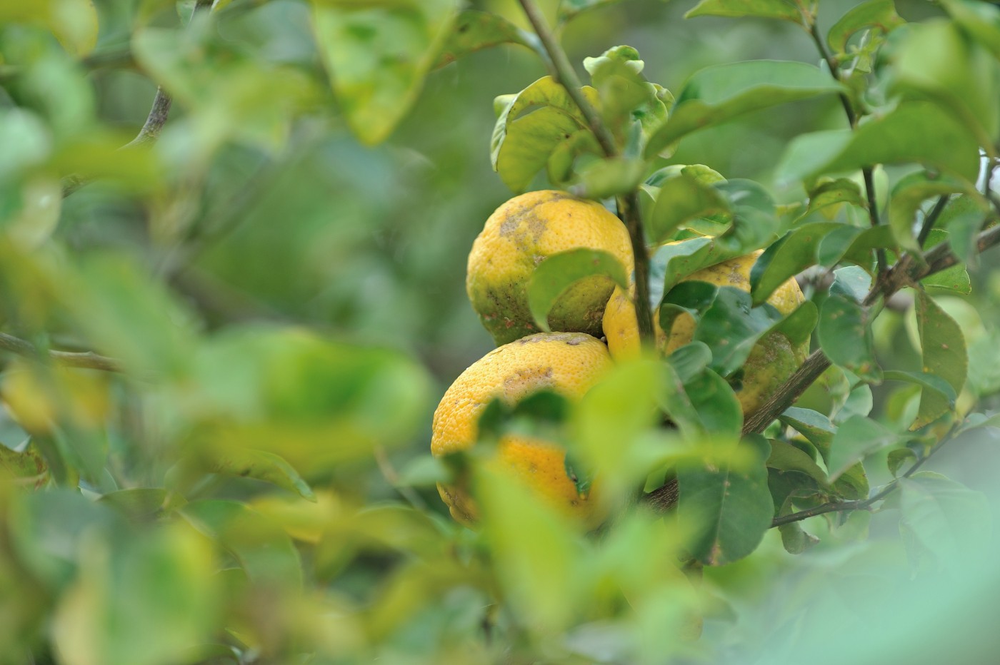 DSC_4562_117.JPG