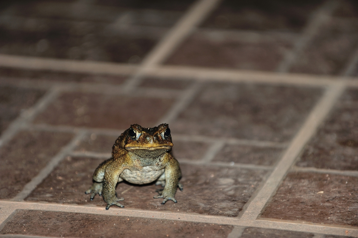 DSC_4564_119.JPG
