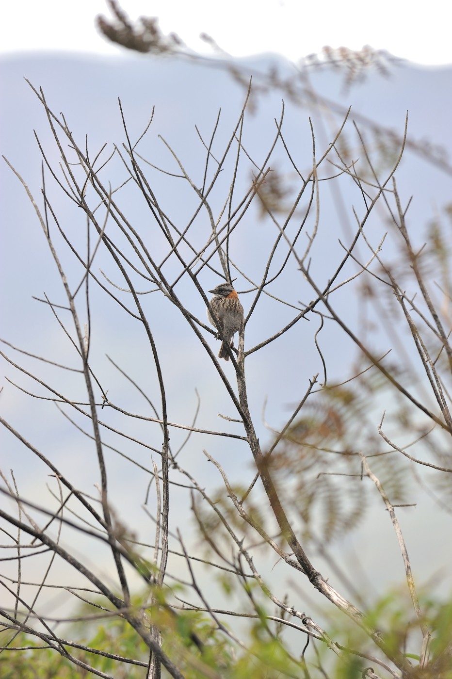 DSC_4737_177.JPG