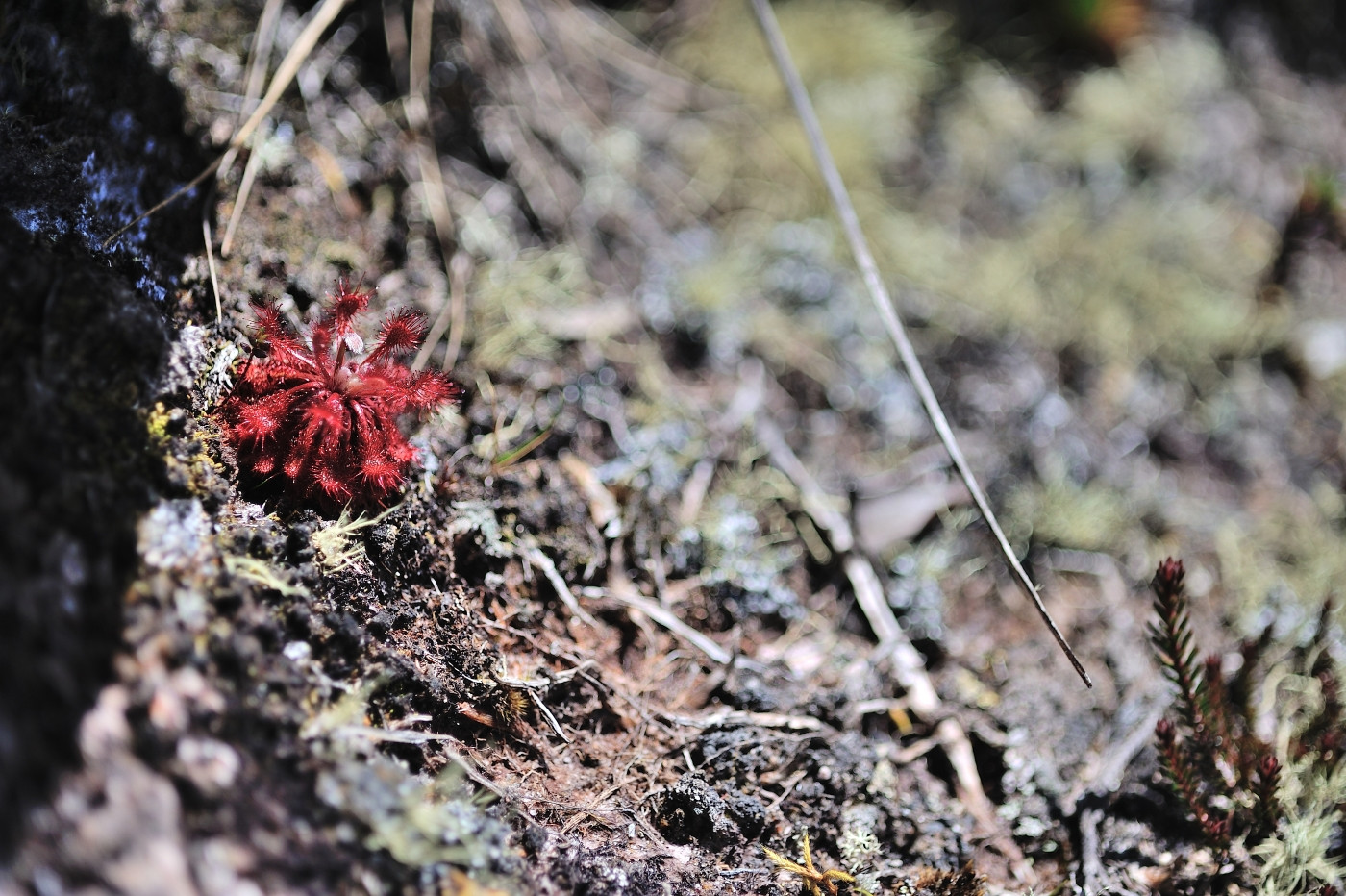 DSC_4891_245.JPG