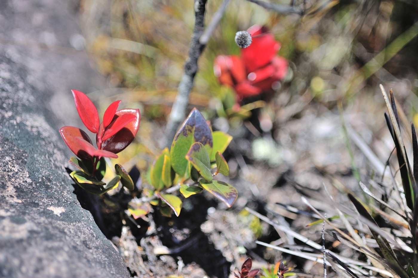 DSC_4894_248.JPG