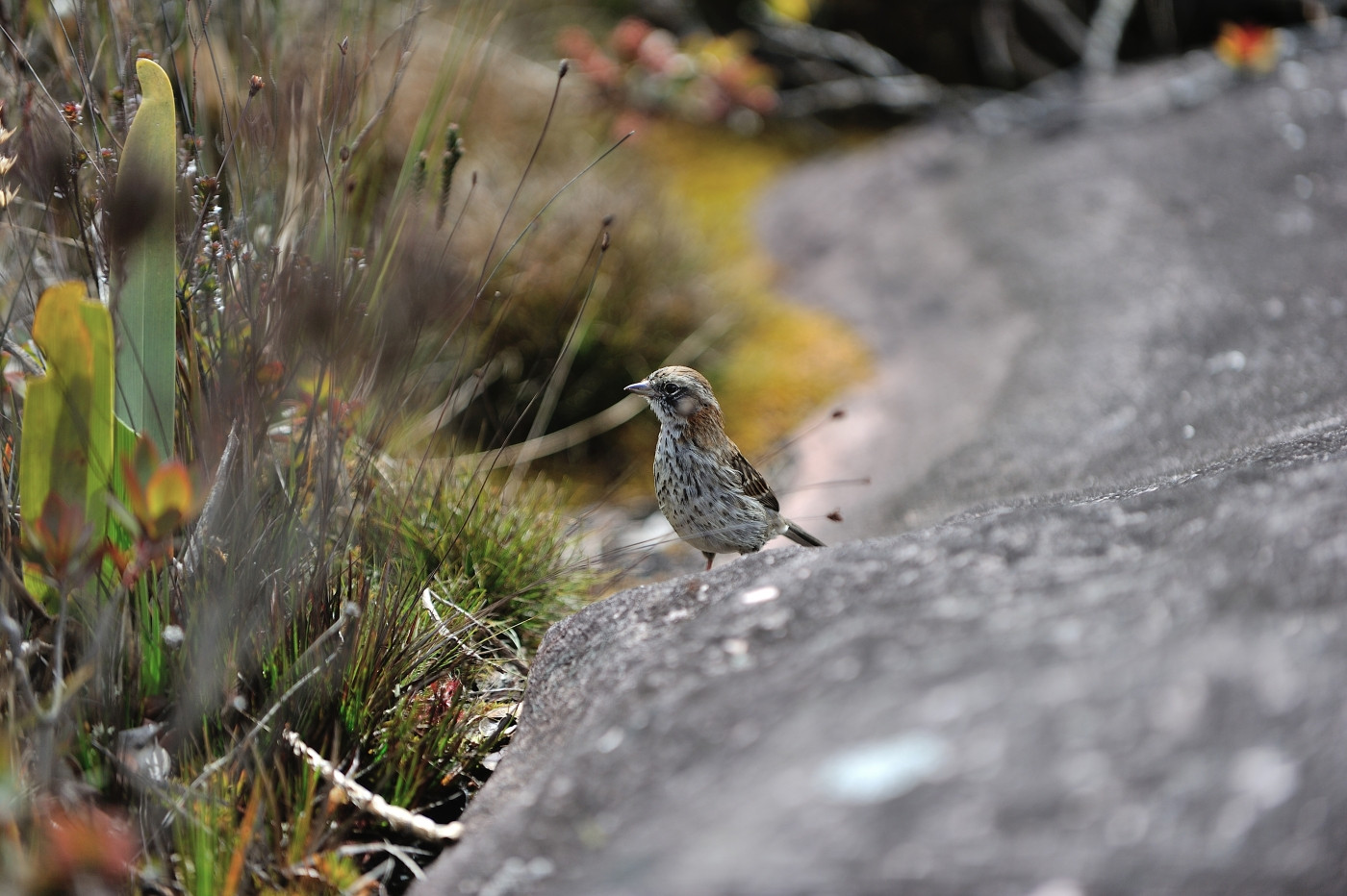 DSC_4906_257.JPG