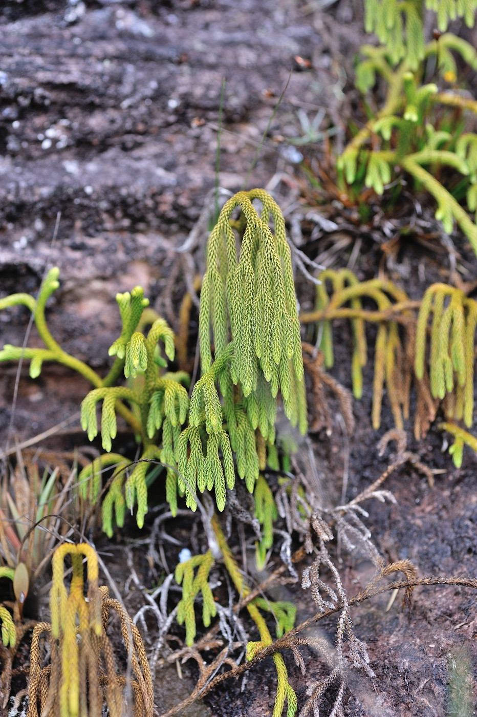 DSC_4961_289.JPG