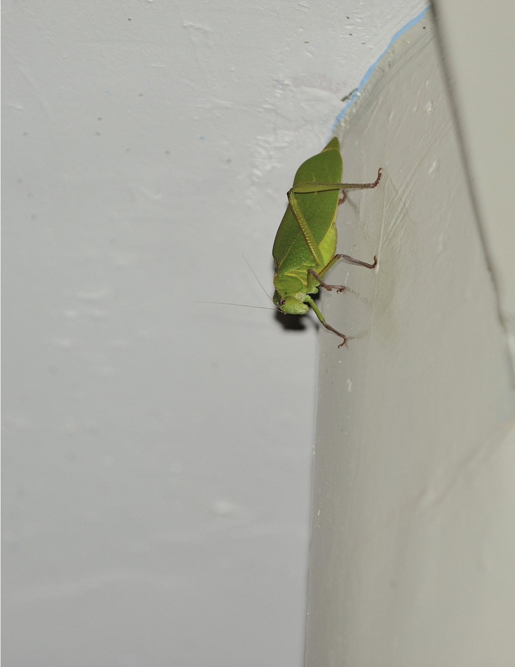 DSC_5215_400.JPG