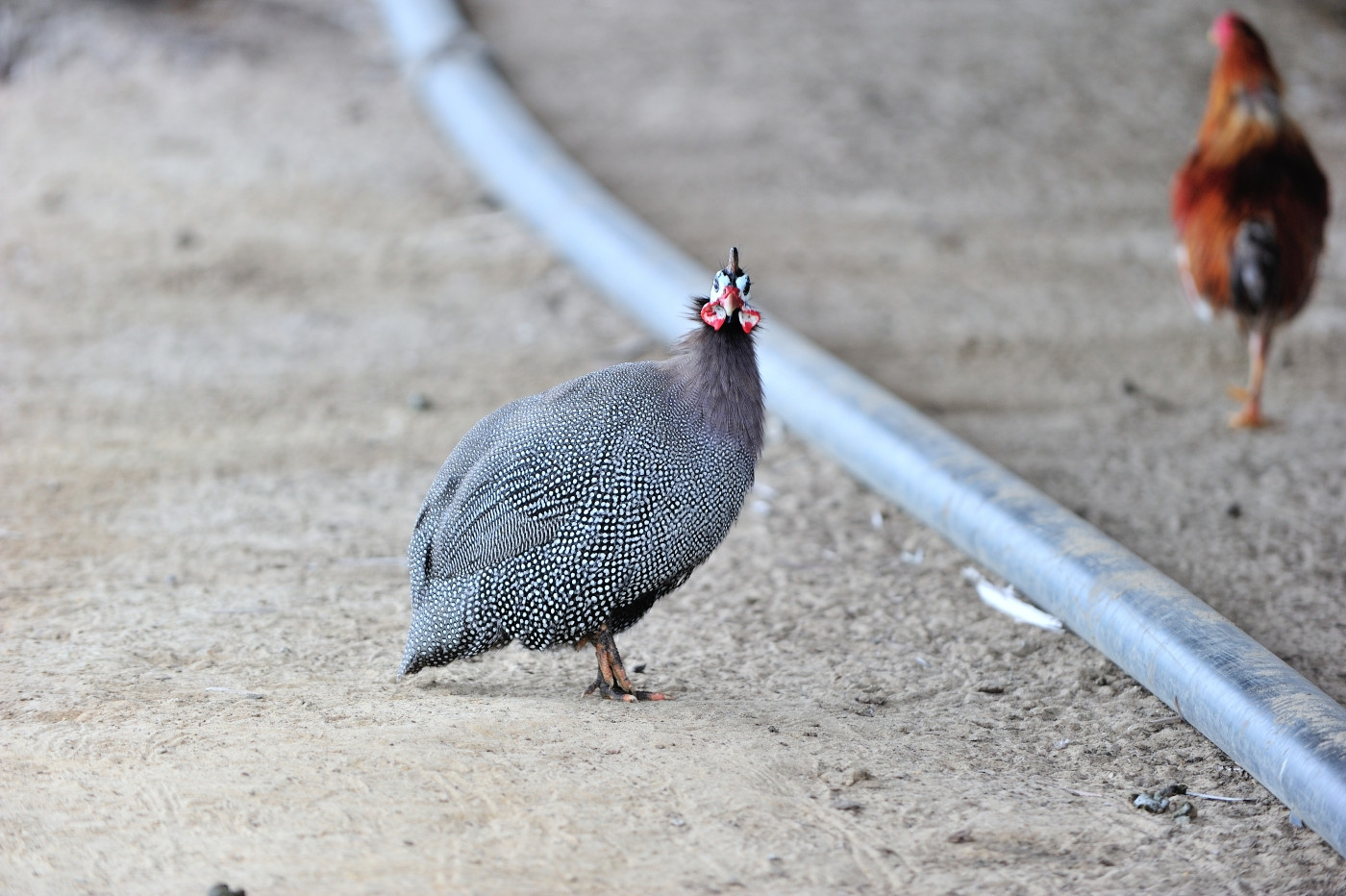 DSC_5602_591.JPG